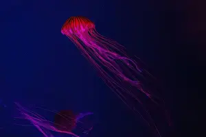 Chrysaora Pacifica Prints: Fluorescent jellyfish swimming underwater aquarium pool with red neon light