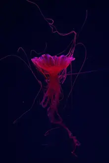 Chrysaora Pacifica Prints: Fluorescent jellyfish swimming underwater aquarium pool with red neon light