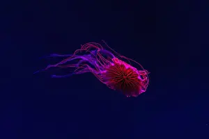 Chrysaora Pacifica Prints: Fluorescent jellyfish swimming underwater aquarium pool with red neon light
