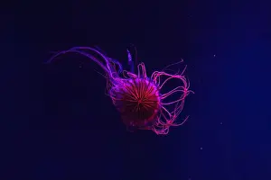 Chrysaora Pacifica Prints: Fluorescent jellyfish swimming underwater aquarium pool with red neon light