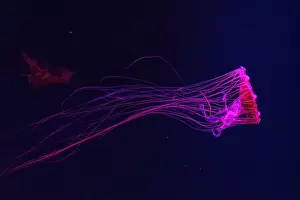 Chrysaora Pacifica Prints: Fluorescent jellyfish swimming underwater aquarium pool with red neon light
