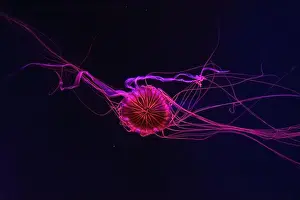 Chrysaora Pacifica Prints: Fluorescent jellyfish swimming underwater aquarium pool with red neon light