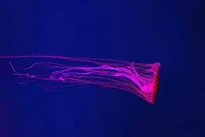 Chrysaora Pacifica Prints: Fluorescent jellyfish swimming underwater aquarium pool with red neon light