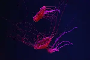 Nettle Prints: Fluorescent jellyfish swimming underwater aquarium pool with red neon light