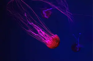 Theriology Prints: Fluorescent jellyfish swimming underwater aquarium pool with red neon light