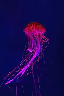 Tentacle Prints: Fluorescent jellyfish swimming underwater aquarium pool with red neon light