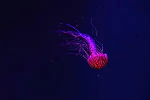 Tentacle Prints: Fluorescent jellyfish swimming underwater aquarium pool with red neon light