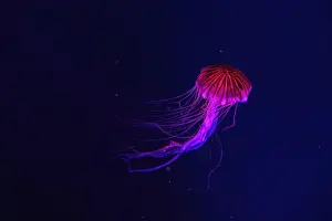 Tentacle Prints: Fluorescent jellyfish swimming underwater aquarium pool with red neon light