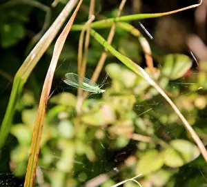 Tender Prints: a fly into a spider web