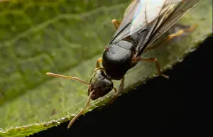 Crawl Prints: flying ant summer