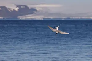 Blue Sea Prints: Flying Arctic tern diving in the water for fishing in the sea with spread wings in Svalbard