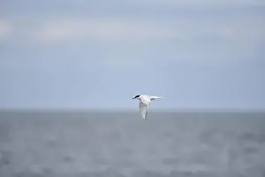 Eye Level Prints: Flying Arctic Tern (Sterna paradisaea) with Wings Down