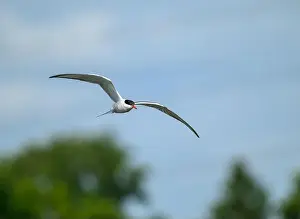 Arctic Tern Prints: Flying Arctic Tern over wetland