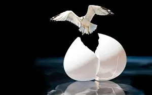 Rebirth Prints: flying bird breaking out of egg