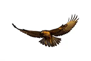 Buzzard Prints: Flying bird. Isolated bird. Bird of prey