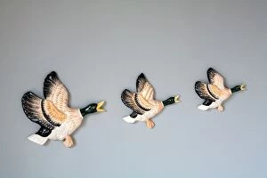 Kitsch Collection: Flying duck ornaments on wall