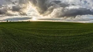 Wheat Field Prints: Flying over a field of growing wheat. Aerial panoramic drone shot