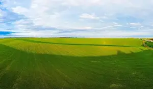 Wheat Field Prints: Flying over a field of growing wheat. Aerial panoramic drone shot