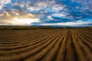 Wheat Field Prints: Flying over a field of growing wheat. Aerial panoramic drone shot
