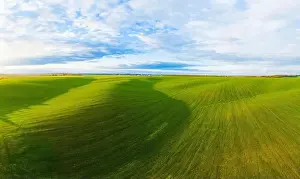 Beds Prints: Flying over a field of growing wheat. Aerial panoramic drone shot