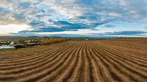 Beds Prints: Flying over a field of growing wheat. Aerial panoramic drone shot