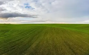 Beds Prints: Flying over a field of growing wheat. Aerial panoramic drone shot