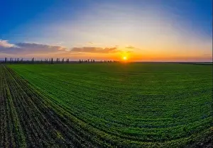 Beds Prints: Flying over a field of growing wheat. Aerial panoramic drone shot