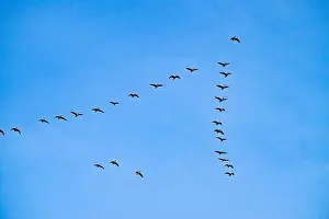 V Formation Prints: Flying geese, V formation, Pitt Meadows, British Columbia, Canada