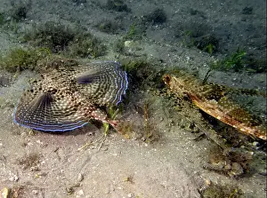 Underwater Scene Prints: A Flying Gunard (Dactylopterus volitans) in Florida, USA