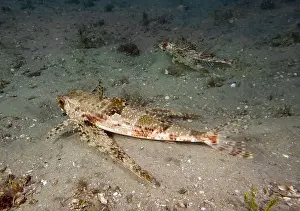 Underwater Scene Prints: A Flying Gunard (Dactylopterus volitans) in Florida, USA