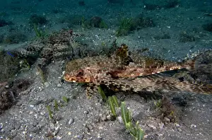 Underwater Scene Prints: A Flying Gunard (Dactylopterus volitans) in Florida, USA