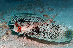 Spotted Prints: Flying Gurnard (Dactyloptena gilberti)