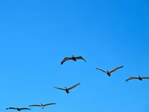 Miami Dade Prints: Flying pelicans in a beautiful day. Spring in South Florida