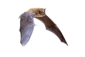 Insectivore Prints: Flying Pipistrelle bat (Pipistrellus pipistrellus) action shot of hunting animal isolated on white background