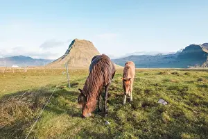 Gelding Prints: Foal and its mother are grazing together on an Icelandic meadow with a backdrop of large mountains formed from lava