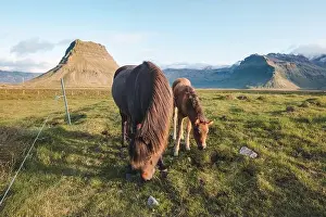 Gelding Prints: Foal and its mother are grazing together on an Icelandic meadow with a backdrop of large mountains formed from lava