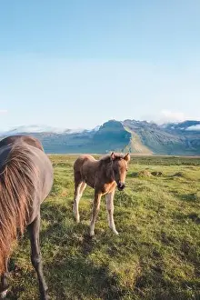 Gelding Prints: Foal and its mother are grazing together on an Icelandic meadow with a Kirkjufell in the background formed from lava