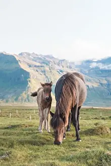 Gelding Prints: Foal and its mother are grazing together on an Icelandic meadow with a Kirkjufell in the background formed from lava