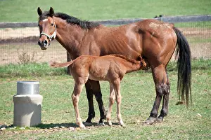 Foal Prints: Foal nursing mother horse