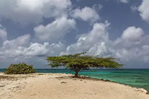 Emerald Prints: Fofoti tree and nearby bush on sandy beach
