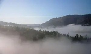 High Hill Prints: Fog covers pine forests on Carpathian mountains in Ukraine