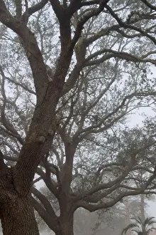 Inspirational Prints: Fog in Live Oak trees on West Venice Ave Venice Florida