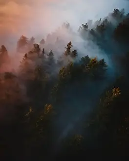 Fog and mist over forest in austria