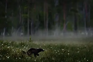 Skunk Prints: Fog morning with wolverine. Finland wildlife