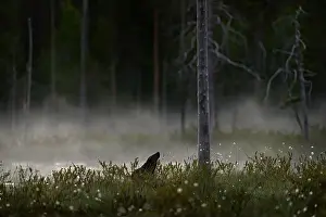Skunk Prints: Fog morning with wolverine. Finland wildlife