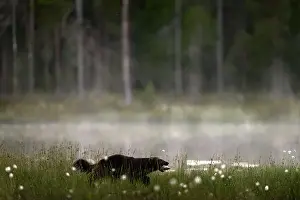 Skunk Prints: Fog morning with wolverine. Finland wildlife