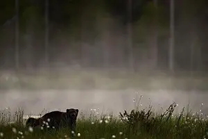 Skunk Prints: Fog morning with wolverine. Finland wildlife