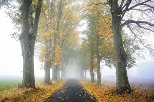 Foggy avenue of lime trees along a narrow country road in autumn with orange and golden colored leaves