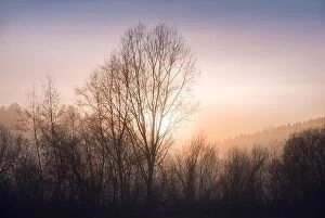 Images Dated 27th January 2017: Foggy landscape with trees and sunset at evening