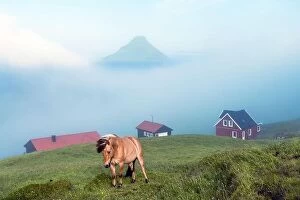 Images Dated 29th July 2019: Foggy morning view of a houses with red roof in the Velbastadur village on Streymoy island